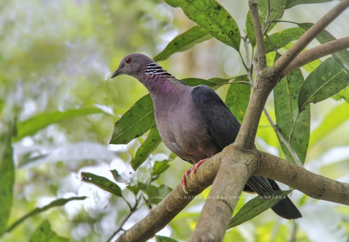 Columba torringtoniae Blyth & Kelaart, 1853